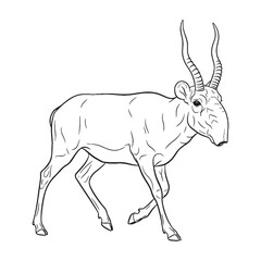 Elegant Saiga Line Art – Saiga Vector Illustration Smooth Drawing with Iconic Antelope Shape – Saiga Drawing – Line Art Drawing of Saiga – Saiga Icon

