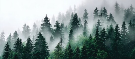 Misty mountain forest with tall evergreen trees shrouded in fog, creating a serene, atmospheric scene