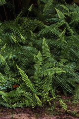 Junin, Peru - July 27, 2025: Fern (Polypodiophyta) at Botanic Garden, San Luis de Shuaro District - Chanchamayo, Junin, Peru