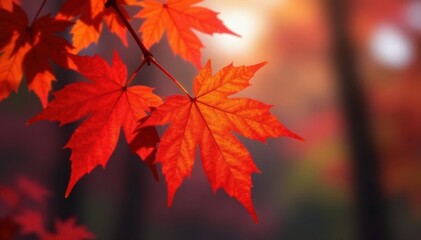 Vibrant red and orange maple leaves on branch , gold, branch