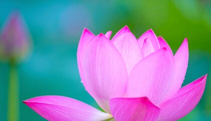 Close-up view of a delicate pink lotus flower.