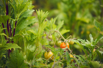 pomidorki koktajlowe,plantacja,ogród  © Marcin Łazarczyk