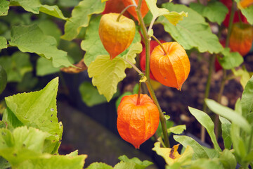 Miechunka rozdęta, Physalis alkekengi, Miechunka, Physalis L.,roślina,ogród © Marcin Łazarczyk