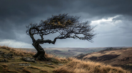 Resilient Ancient Tree Braving Stormy Winds on a Dramatic Hillside Landscape