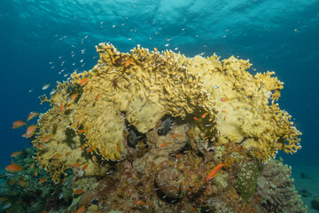 Coral reef and water plants in the Red Sea, Eilat Israel
