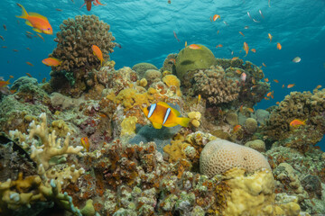 Obraz premium Clown-fish anemonefish in the Red Sea Colorful and beautiful, Eilat Israel 