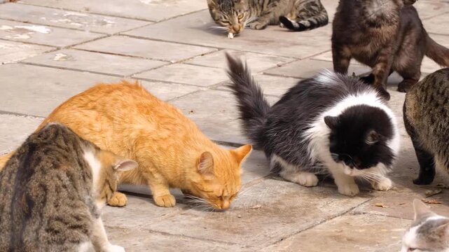 Stray cats eating together on the street. Hungry stray cats eating food. Street cats gathering for feeding. Feral cats eating on the pavement.