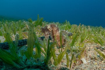 Sea Horse in the Red Sea, Colorful and beautiful, Eilat, Israel
