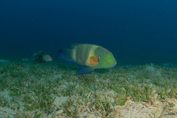 Fish swimming in the Red Sea, colorful fish, Eilat, Israel
