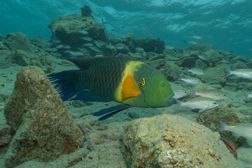 Fish swimming in the Red Sea, colorful fish, Eilat, Israel
