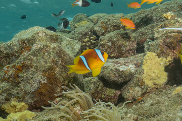 Clown-fish anemonefish in the Red Sea Colorful and beautiful, Eilat Israel
