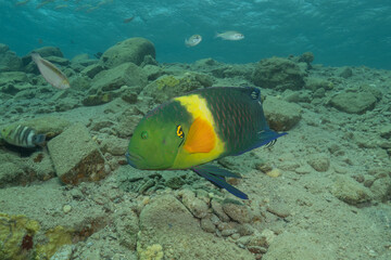 Fish swimming in the Red Sea, colorful fish, Eilat, Israel
