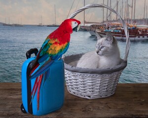 Funny blue-eyes kitten with a parrot on the pier