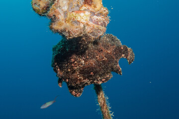 Frog fish in the Red Sea Colorful and beautiful, Eilat Israel
