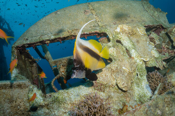 Fish swimming in the Red Sea, colorful fish, Eilat, Israel

