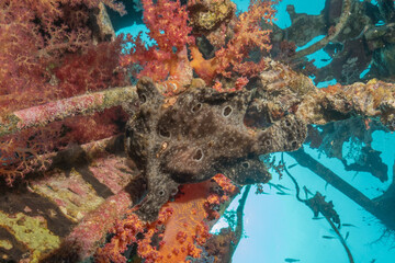 Frog fish in the Red Sea Colorful and beautiful, Eilat Israel
