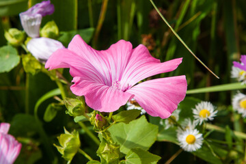Pink flowers. Summer floral background. Lavatera trimestris close up. Flower lavatera, Malva,...
