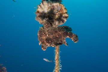 Frog fish in the Red Sea Colorful and beautiful, Eilat Israel
