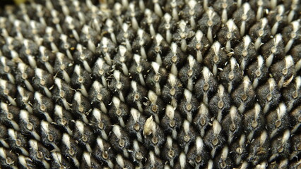 Dojrzałe ziarna słonecznika umieszczone w koszyczkach kwiatu.