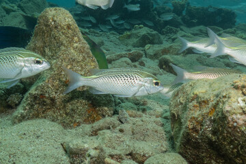 Fish swimming in the Red Sea, colorful fish, Eilat, Israel
