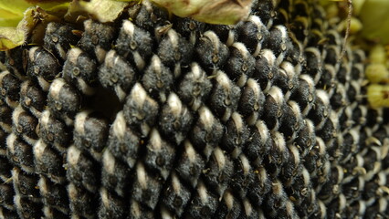 Dojrzałe ziarna słonecznika umieszczone w koszyczkach kwiatu.