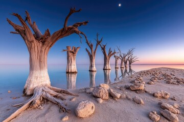 Dead trees in a tranquil lagoon at dawn