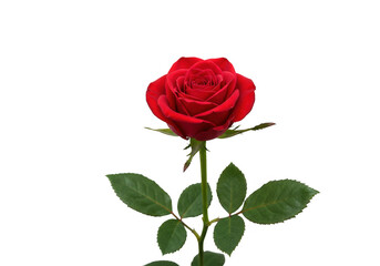 Single red rose isolated on transparent background