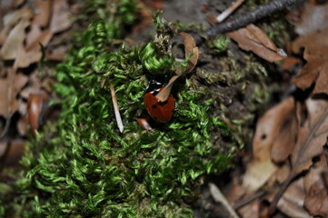 Coccinella