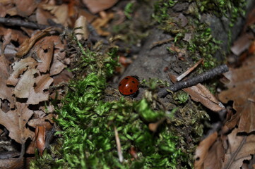 Coccinella