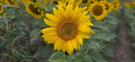 Obraz premium sunflower in the garden