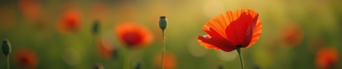 Fototapeta premium Single red poppy, blurred background, soft light, nature photography, papaver rhoeas