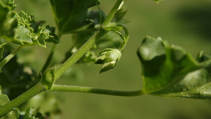 Zielony, nierozwinięty pąk kwiatu pelargonii © tomo81