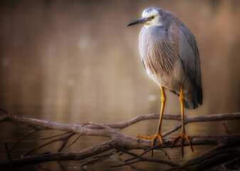 White-Faced Heron