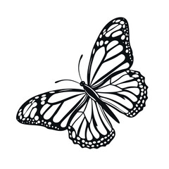  butterfly intricate wing pattern vector on white backround.