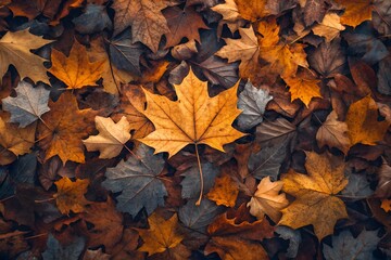 Vibrant autumn leaves blanket the forest floor, creating a seasonal still-life scene perfect for warm fall photography and cozy nature-themed visual design projects.

