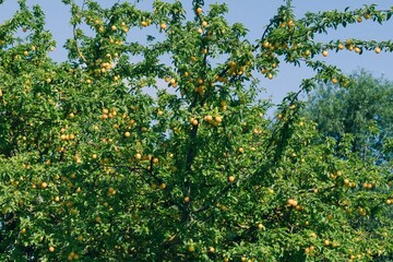 Plum tree full of ripe yellow fruits against a clear blue sky in summer.