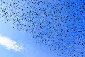 Stormo di uccelli