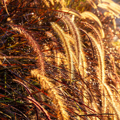 Goldenes Gras