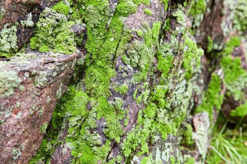 Close-up of mossy rocks