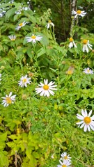 chamomile lilac, perennial, beautiful-flowering, herbaceous plant, wildflowers, summer season