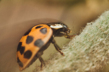 Macro shot of ladybug on twig