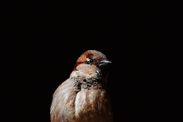 House sparrow (Passer domesticus) portrait on black background