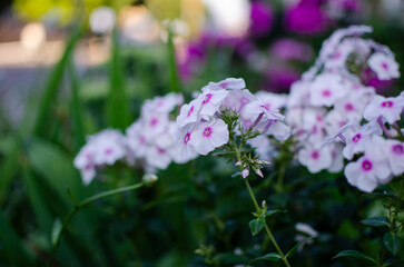 purple flowers in the garden