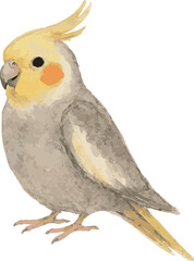Vector adorable watercolor illustration of cockatiel corella bird