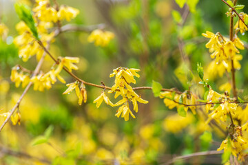 Forsythia with rain drops. Blooming forsythia bush. Yellow flower on a branch of forsythia.