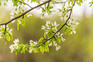 White blossoming apple trees with rain drops