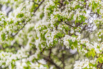 White blossoming apple trees with rain drops