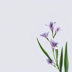 Fototapeta premium delicate purple and white lilies with green leaves against a light background, perfect for spring, beauty, or floral design projects