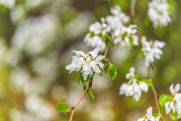 White blossoming apple trees with rain drops