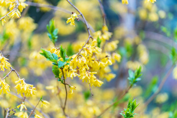 Forsythia with rain drops. Blooming forsythia bush. Yellow flower on a branch of forsythia.